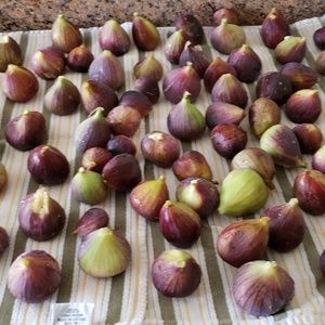 Figs